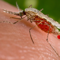Mosquitos Anopheles, transmisor del paludismo
