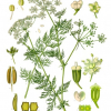 Ilustración de la planta Carum carvi (comino)