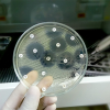 Pruebas de resistencia bacteriana a los antibióticos en una placa de Petri