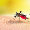 Mosquito Aedes está chupando sangre en la piel humana
