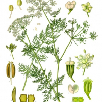 Ilustración de la planta Carum carvi (comino)