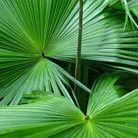 Planta "Serenoa repens"