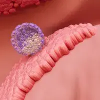 Blastocisto implantándose en el endometrio.