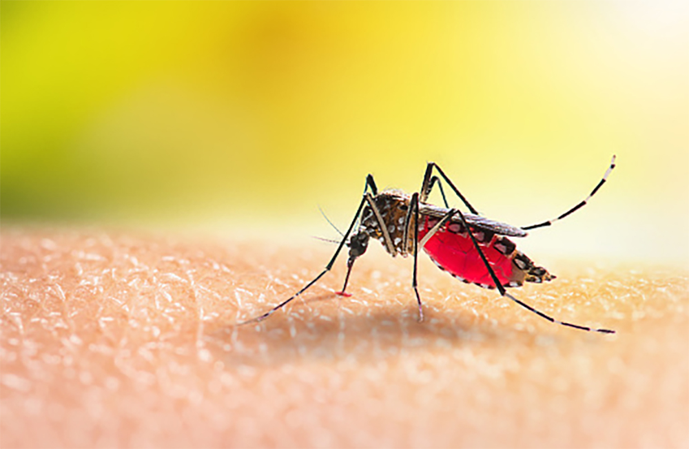 ¿La liberación de mosquitos portadores de la bacteria Wolbachia ...